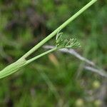 Epikeros pyrenaeus 葉