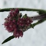 Verbena brasiliensis Flower