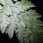 Pteris repens Blatt