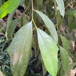 Ficus tinctoria 叶