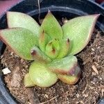 Echeveria agavoides Feuille