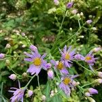 Aster tataricus Blodyn