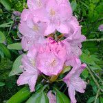 Rhododendron catawbiense പുഷ്പം