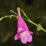 Strobilanthes hamiltonianus Flower