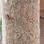 Adansonia grandidieri Bark