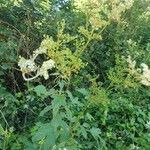 Filipendula ulmariaFlower