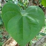 Dioscorea bulbifera Blatt