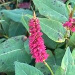 Bistorta amplexicaulis Floare