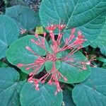 Clerodendrum speciosissimum Fleur