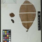 Clusia insignis Fruto