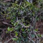 Rhamnus myrtifolia