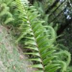 Nephrolepis abrupta Leaf