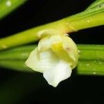 Dendrobium bilobum