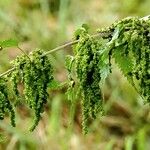 Urtica dioica Leaf