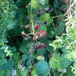 Rubus armeniacusFrucht