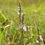 Rostellularia diffusa Celota