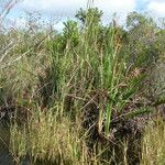 Typha domingensis Hoja