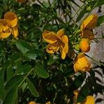 Cassia corymbosa 花