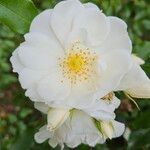 Rosa sempervirens Flower