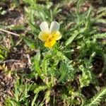 Viola arvensisFlower