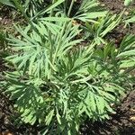 Hunnemannia fumariifolia Blatt