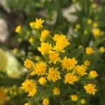 Euthamia graminifolia Flower