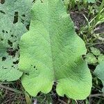 Arctium nemorosum 葉