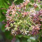 Albizia zygia Flor