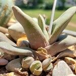 Gasteria glomerata Hoja