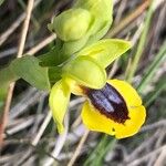 Ophrys lutea ফুল