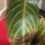 Caladium lindenii Yaprak