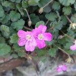 Erodium corsicum Blomst