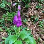 Digitalis purpureaFlower