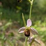 Ophrys apiferaBlomst