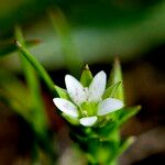 Arenaria leptoclados Kwiat