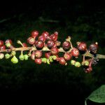 Isertia spiciformis Fruit