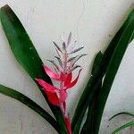 Billbergia macrocalyx Hoja