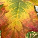 Cotinus obovatus Blad