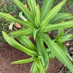 Crinum moorei Leaf