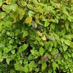 Plectranthus fruticosus Habitus
