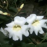 Amphilophium magnoliifolium ফুল