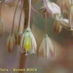 Allium longispathum Flor