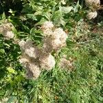 Eupatorium cannabinum Fruit