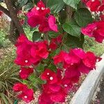 Bougainvillea glabra花