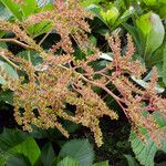 Rodgersia aesculifolia Floare