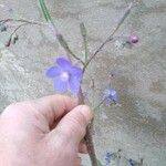 Anchusa strigosa Flower