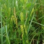 Carex hirtaFruit