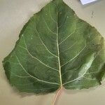 Populus x canadensis Frunză
