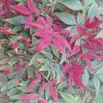 Nandina domesticaBlad