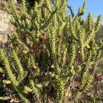 Austrocylindropuntia cylindrica Liść